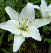 Aed Lilled Lily Aasia-Hübriidide, Lilium valge