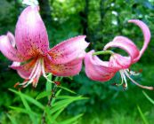 Garden Flowers Lily The Asiatic Hybrids, Lilium pink
