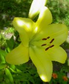 Have Blomster Lilje De Asiatiske Hybrider, Lilium gul