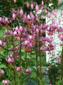 Garden Flowers Martagon Lily, Common Turk's Cap Lily, Lilium pink