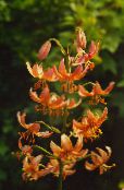 Flores de jardín Martagon Lirio, El Casquillo Del Turco Común Lirio, Lilium naranja