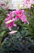 Garden Flowers Oriental Lily, Lilium pink