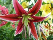 les fleurs du jardin Lys Oriental, Lilium rouge