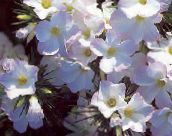 Flores Grandes Phlox, Phlox Montaña, Phlox California