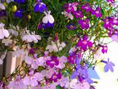 Záhradné kvety Lemovanie Lobelia, Výročné Lobelia, Koncové Lobelia ružová