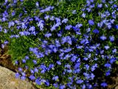Flores do Jardim Lobelia Cortadas, Lobelia, Lobelia Anual À Direita azul