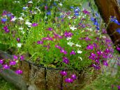Flores de jardín Lobelia Ribete, Lobelia Anual, Lobelia Arrastran púrpura