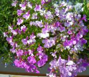 Záhradné kvety Lemovanie Lobelia, Výročné Lobelia, Koncové Lobelia orgován