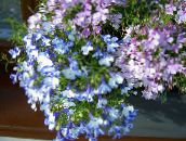 Tuin Bloemen Scherpen Lobelia, Jaarlijkse Lobelia, Trailing Lobelia lichtblauw
