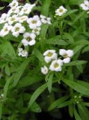 I fiori da giardino Dolce Alyssum, Dolce Alison, Lobularia Mare, Lobularia maritima bianco