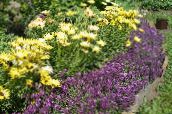 Λουλούδια κήπου Γλυκό Alyssum, Γλυκό Alison, Παραθαλάσσιο Lobularia, Lobularia maritima βιολέτα