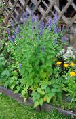 Tuin Bloemen Agastache, Hybride Anijs Hysop, Mexican Mint lichtblauw