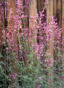 Garden Flowers Agastache, Hybrid Anise Hyssop, Mexican Mint pink