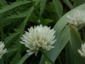 Градински цветове Декоративни Лук, Allium бял