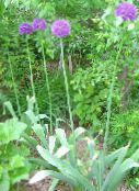 Flores de jardín Cebolla Ornamental, Allium lila