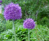 Tuin Bloemen Sierui, Allium purper
