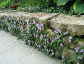 Flores do Jardim Cymbalaria, Hera Kenilworth, Subindo Marinheiro, Com Folhas De Hera Sapo Linho lilás