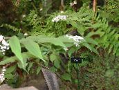 Λουλούδια κήπου Ψευδείς Κρίνος Της Κοιλάδας, Άγρια ​​κρίνος Της Κοιλάδας, Δύο Φύλλα Σφραγίδα Ψευδείς Σολομώντα, Maianthemum λευκό