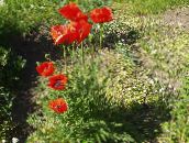 Ogrodowe Kwiaty Mak Wschodni Długo, Papaver orientale czerwony
