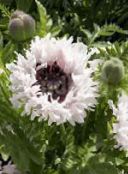 Oosterse Papaver (wit)