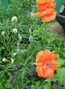les fleurs du jardin Pavot Oriental, Papaver orientale orange