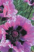 Have Blomster Orientalsk Valmue, Papaver orientale lilla