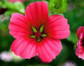 Flores de jardín Malope, Malope trifida rojo