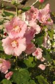 Malwa (Róża Macierzystych, Alseya) (różowy)