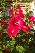 Sodo Gėlės Piliarožė, Alcea rosea raudonas