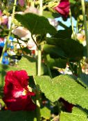 Градински цветове Ружа, Alcea rosea винен