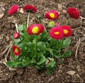 Záhradné kvety Bellis Sedmokráska, Anglicky Sedmokráska, Trávnik Sedmokráska, Bruisewort, Bellis perennis červená