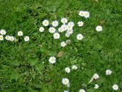 Záhradné kvety Bellis Sedmokráska, Anglicky Sedmokráska, Trávnik Sedmokráska, Bruisewort, Bellis perennis biely