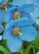 Tuin Bloemen Himalayan Blauwe Papaver, Meconopsis lichtblauw