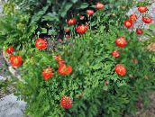 Садові Квіти Меконопсис, Meconopsis червоний