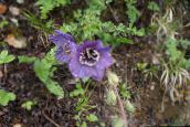 Садові Квіти Меконопсис, Meconopsis фіолетовий