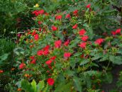Flores do Jardim Quatro Horas, Maravilha De Peru, Mirabilis jalapa vermelho