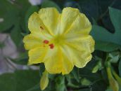 Zahradní květiny Čtyři Hodiny Zázrak Z Peru, Mirabilis jalapa žlutý