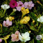Ogrodowe Kwiaty Mirabilis Jalap (Noc Piękno), Mirabilis jalapa biały