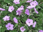 I fiori da giardino Disegno Di Legge, Proposta Di Legge Di Cicogna Di Airone, Erodium lilla