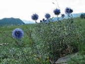 Flores de jardín Cardo Mundo, Echinops azul claro