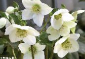 Ogrodowe Kwiaty Ciemiernik (Gelleborus), Helleborus biały