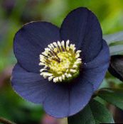 Ogrodowe Kwiaty Ciemiernik (Gelleborus), Helleborus czarny