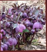 Ogrodowe Kwiaty Ciemiernik (Gelleborus), Helleborus purpurowy