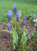 Садовые цветы Мускари, Muscari голубой