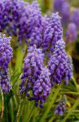 Садовые цветы Мускари, Muscari фиолетовый