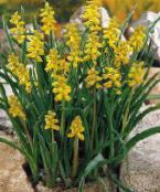 Ogrodowe Kwiaty Muscari żółty