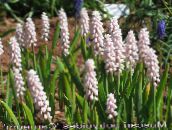 Drue Hyacinth (rosa)
