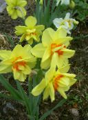 Ogrodowe Kwiaty Narcyz, Narcissus żółty