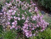 Garden Flowers Acantholimon, Prickly Thrift pink