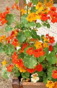 Sodo Gėlės Nasturta, Tropaeolum oranžinis